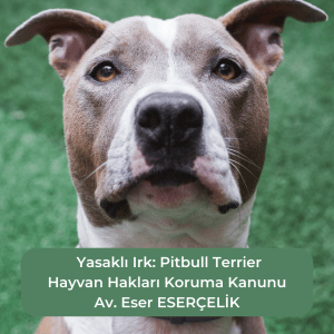 Evcil Hayvan Sahiplendirme Yasakli Irk Pitbull Terrier Evcil Hayvan Sahiplendirme Yasaklı Irk Pitbull Terrier